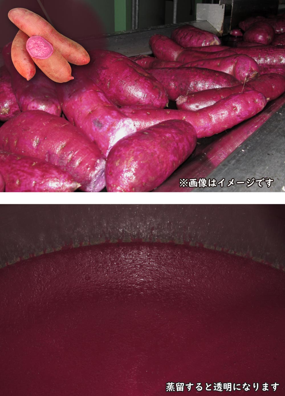赤財宝について