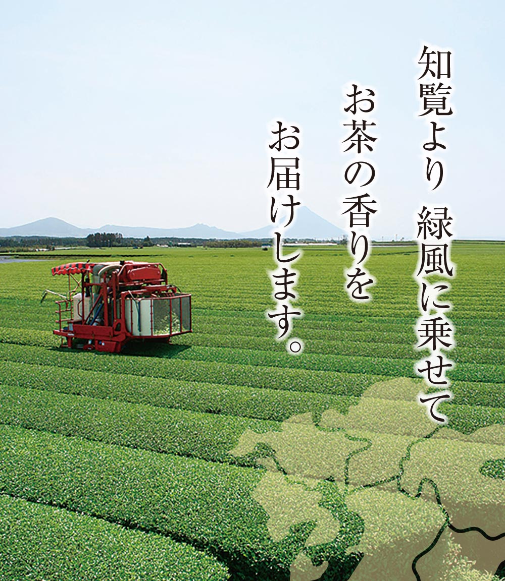 深蒸し茶について