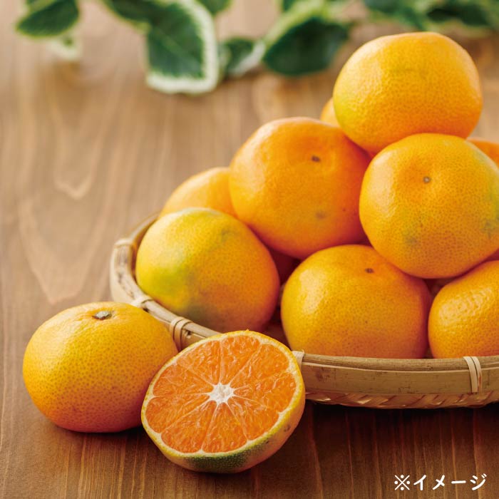 熊本産みかん 肥のさきがけ[5kg×1箱 ダンボール箱入]