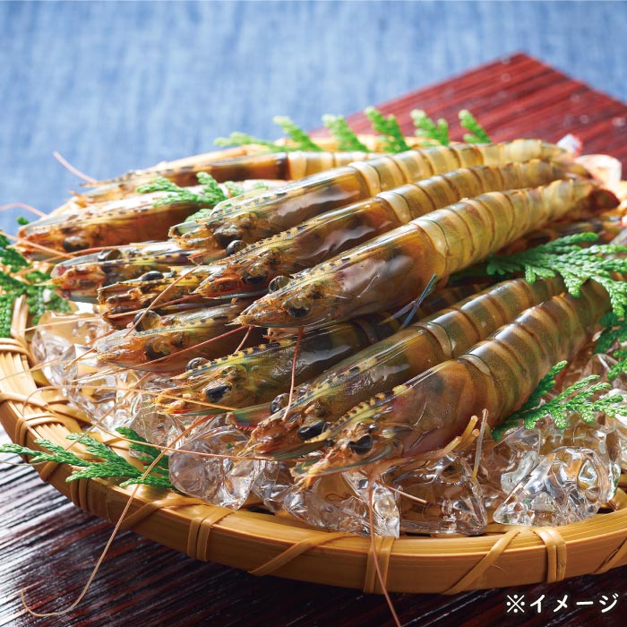 鹿児島産活き車えび[養殖]200g