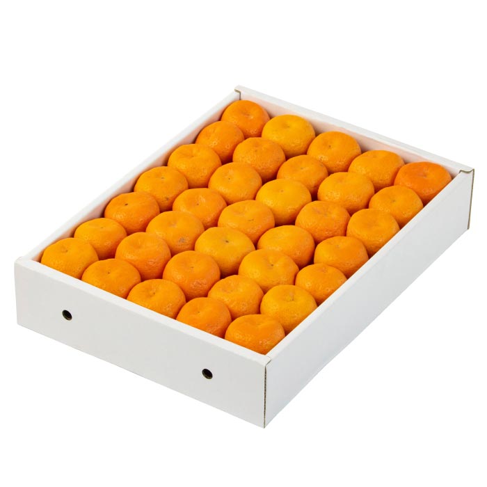 桜島小みかん(3kg)【化粧箱入】 化粧箱入