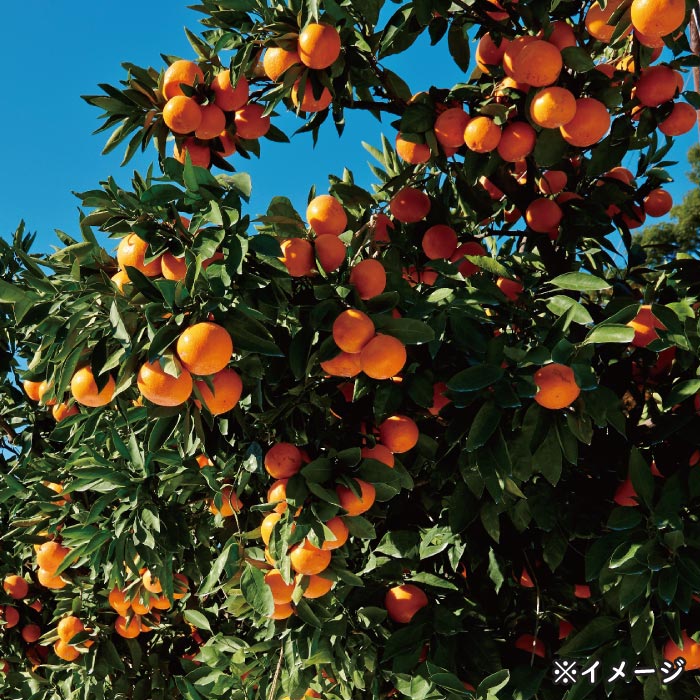 熊本みかん「夢の恵」[4kg]