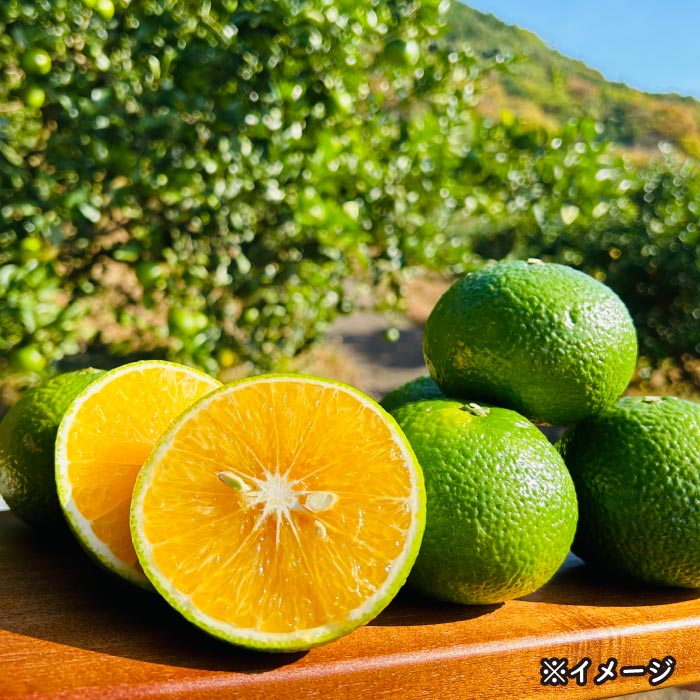 熊本県あしきた産スイートスプリング(5kg)