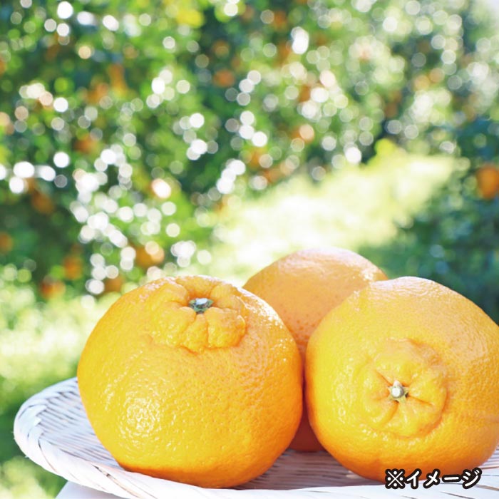 熊本県あしきた産デコポン(3kg)