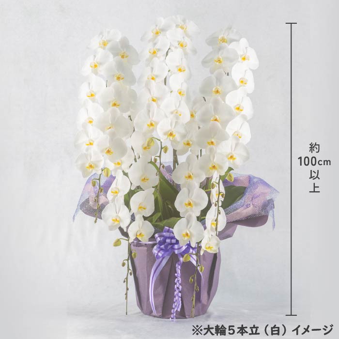 胡蝶蘭 大輪5本立（白3本・ピンク2本） 白3本・ピンク2本