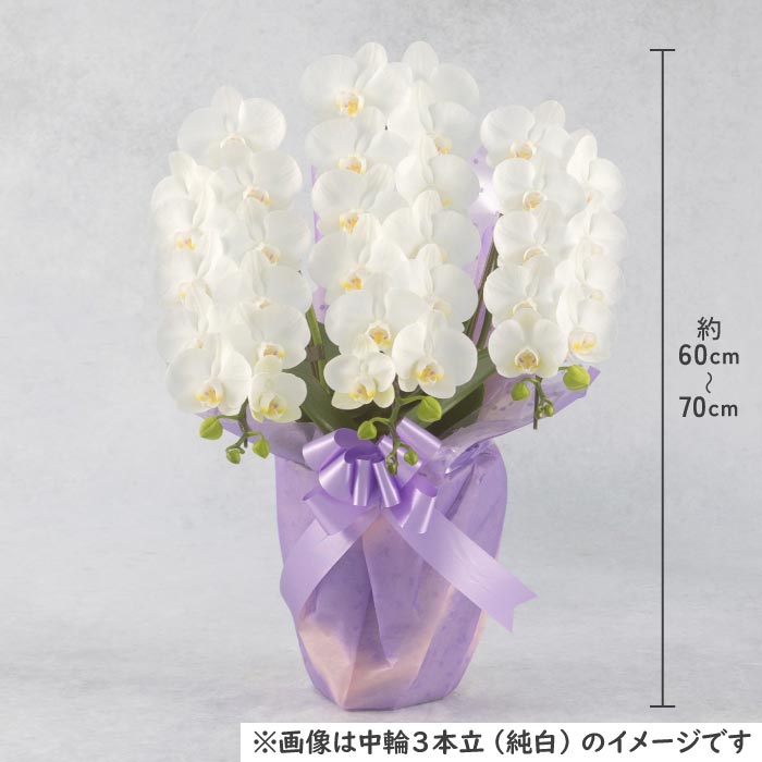 胡蝶蘭 中輪3本立（純白2本・淡ピンク1本） 純白2本・淡ピンク1本