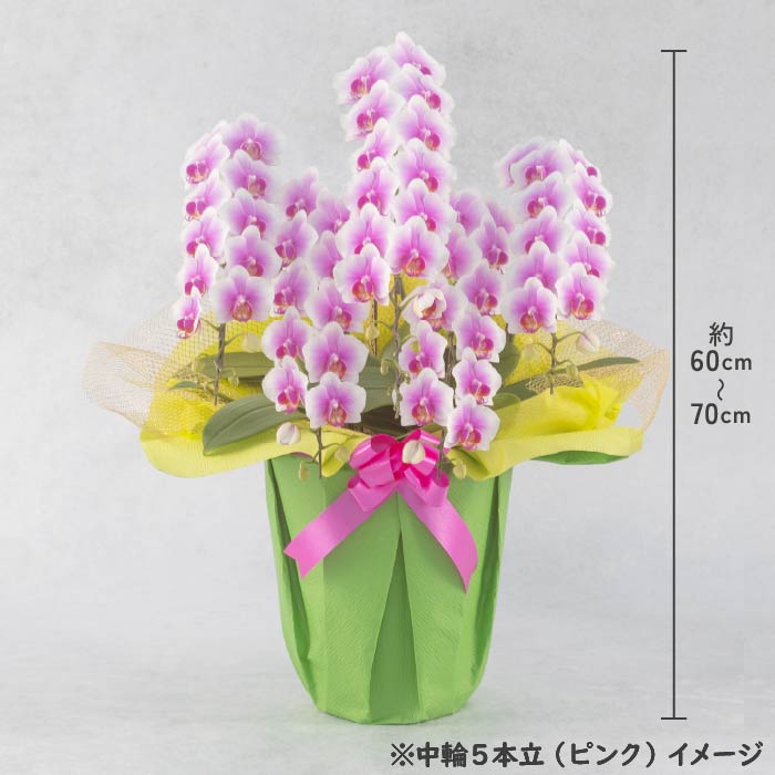 胡蝶蘭 中輪5本立（ピンク） ピンク5本