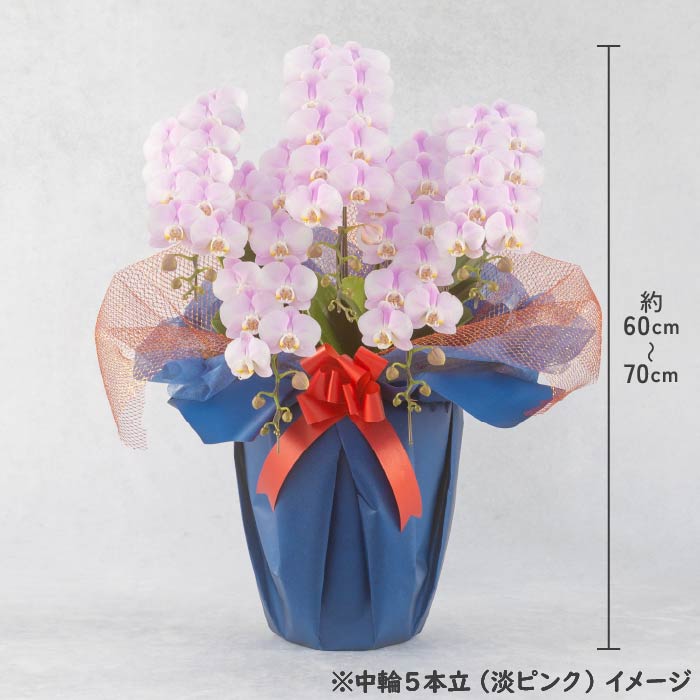 胡蝶蘭 中輪5本立（淡ピンク） 淡ピンク5本