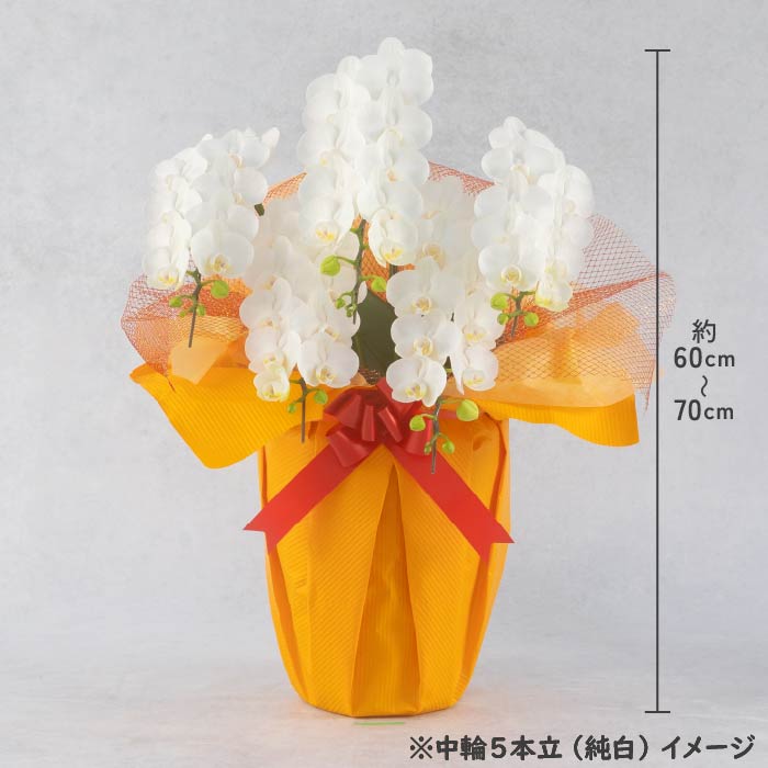 胡蝶蘭 中輪5本立（純白3本・淡ピンク2本） 純白3本・淡ピンク2本