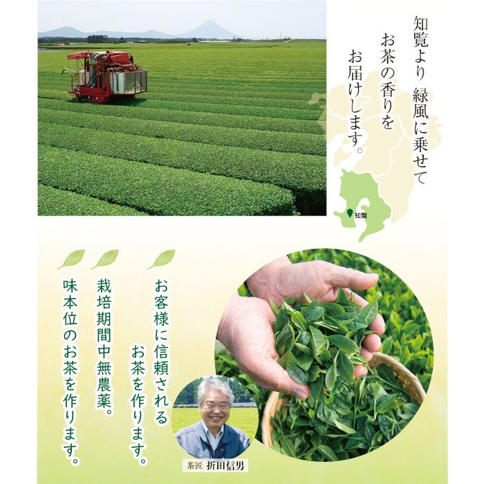 鹿児島　知覧銘茶(深蒸茶)3袋セット 深蒸し茶