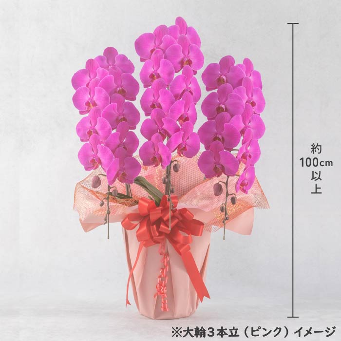 胡蝶蘭 大輪3本立（白2本・ピンク1本） 白2本・ピンク1本