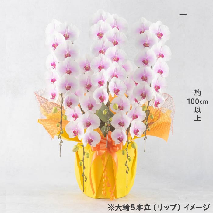 胡蝶蘭 大輪5本立（白3本・リップ2本） 白3本・リップ2本