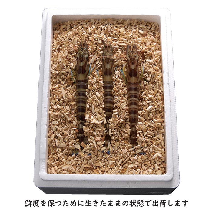 鹿児島産活き車えび[養殖]200g