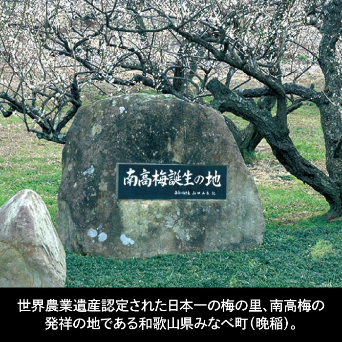 晩稲梅（おしねうめ）（R）はちみつ ギフト12個