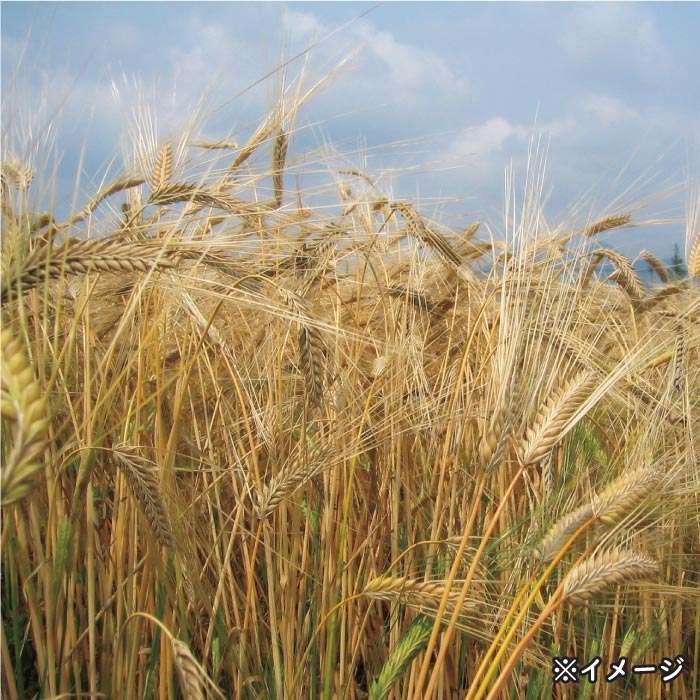 焼酎財宝スペシャル一升紙パック（麦） 麦焼酎 一升紙パック（1.8L）