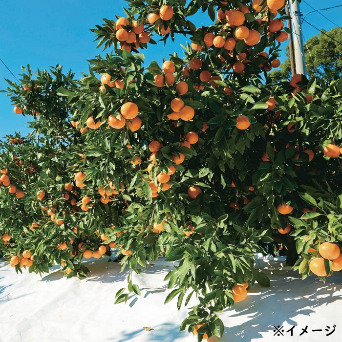 熊本産みかん 肥のさきがけ[5kg×1箱 ダンボール箱入]