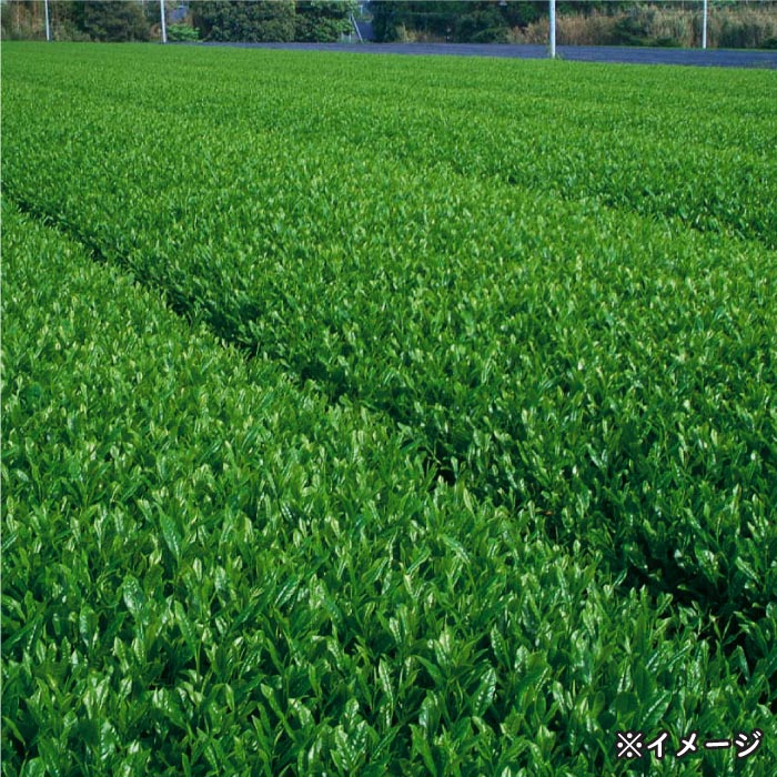 深蒸し茶(100g×3袋)化粧箱入 3袋 深蒸し茶