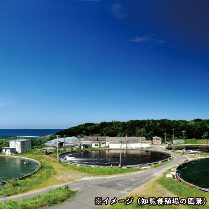 鹿児島産活き車えび[養殖]200g