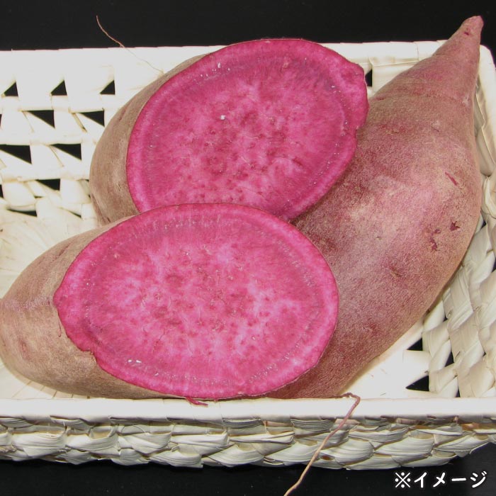 赤財宝（芋）2本化粧箱入セット