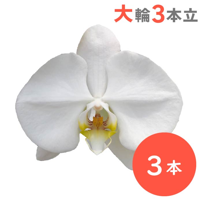 胡蝶蘭 大輪3本立（白） 白3本