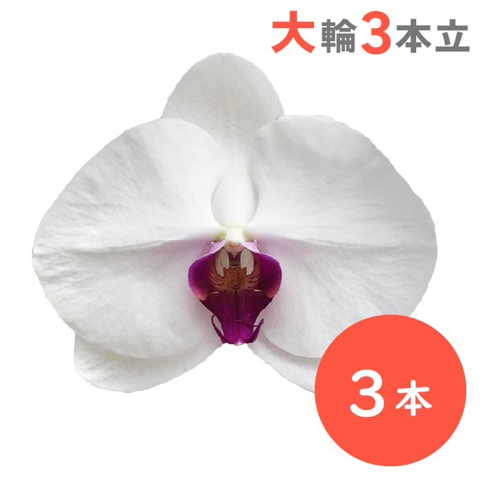 胡蝶蘭 大輪3本立（リップ） リップ3本
