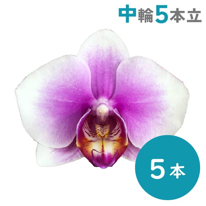 胡蝶蘭 中輪5本立（ピンク） ピンク5本