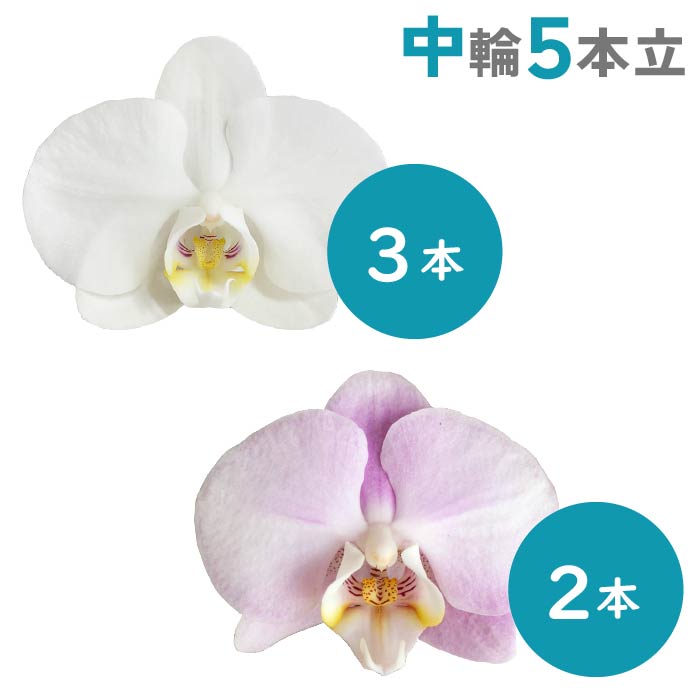 胡蝶蘭 中輪5本立（純白3本・淡ピンク2本） 純白3本・淡ピンク2本