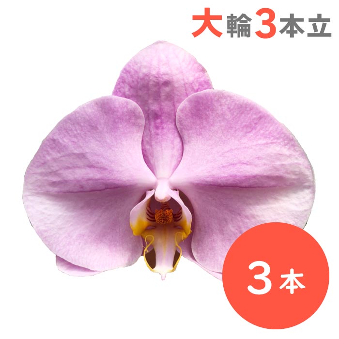 胡蝶蘭 大輪3本立（ピンク）