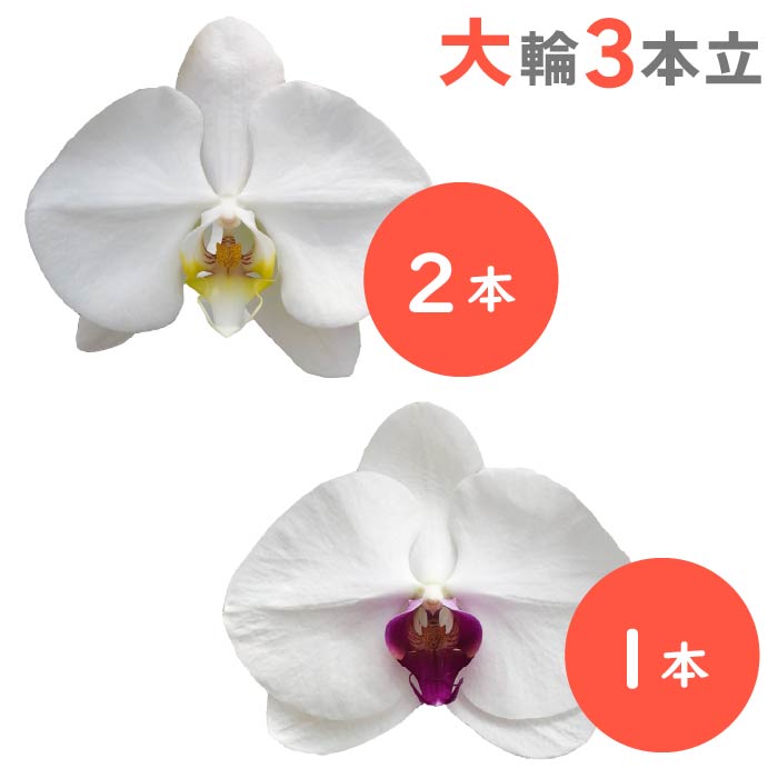 胡蝶蘭 大輪3本立（白2本・リップ1本）