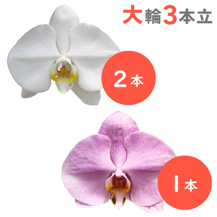 胡蝶蘭 大輪3本立（白2本・ピンク1本）