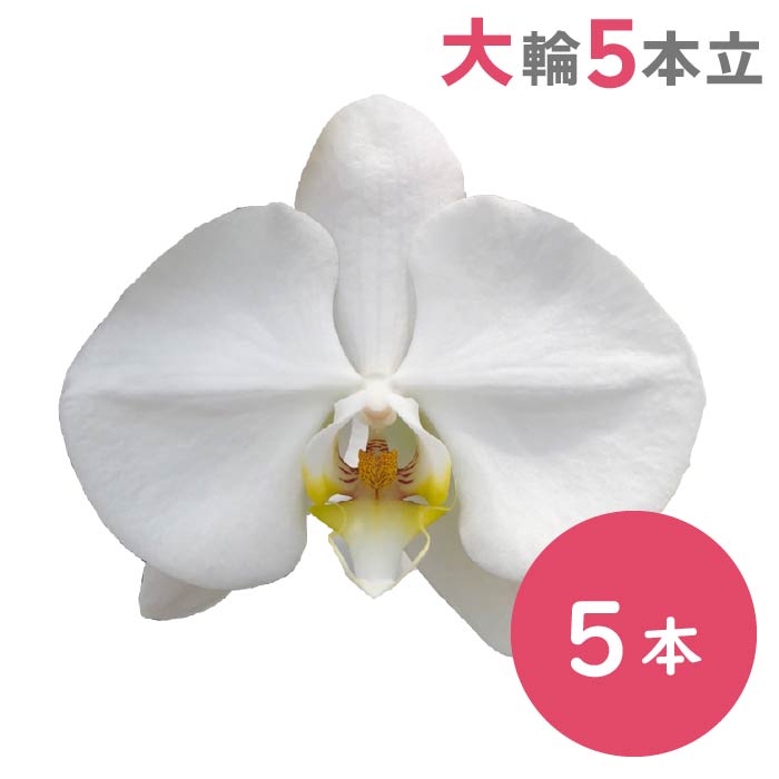 胡蝶蘭 大輪5本立（白）
