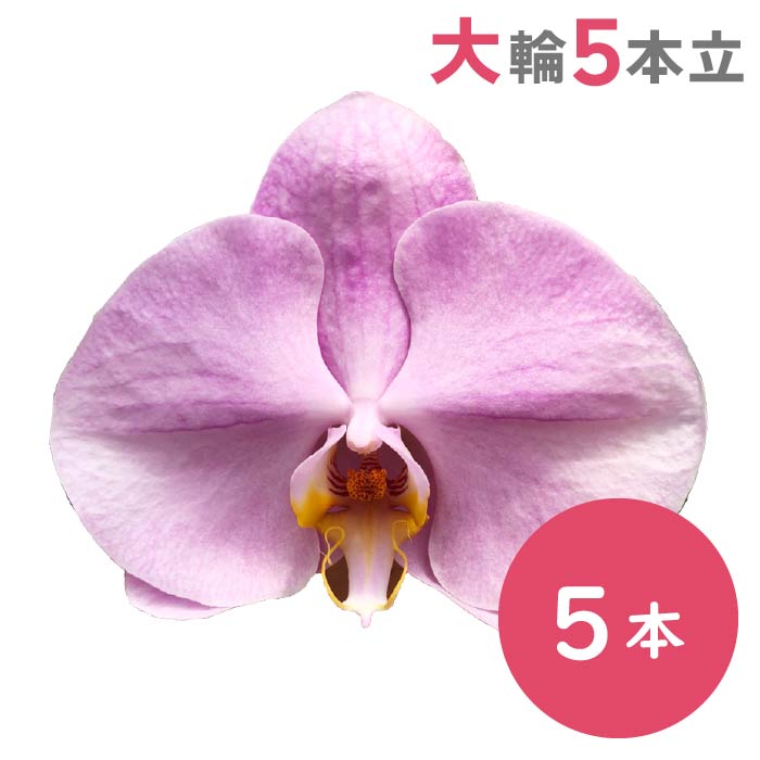 胡蝶蘭 大輪5本立（ピンク）
