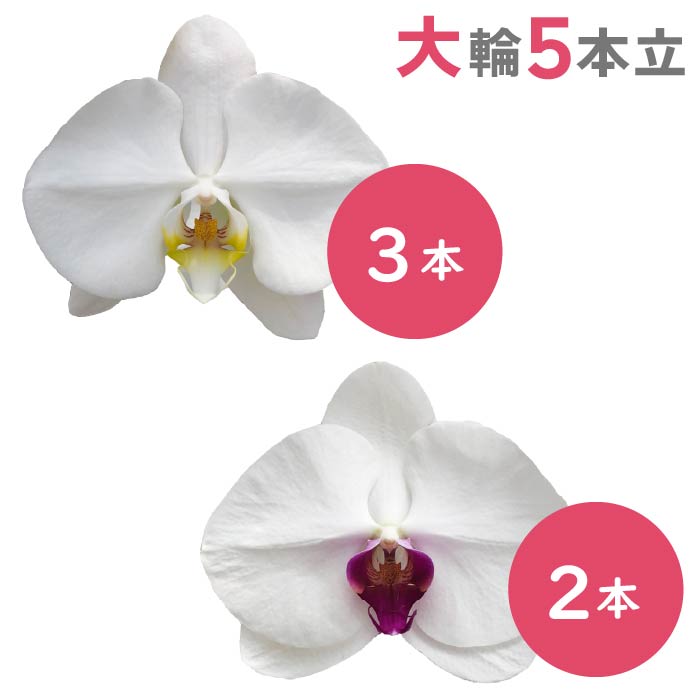胡蝶蘭 大輪5本立（白3本・リップ2本）