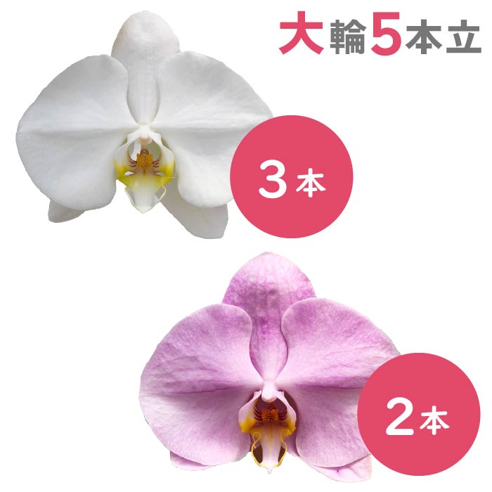 胡蝶蘭 大輪5本立（白3本・ピンク2本）