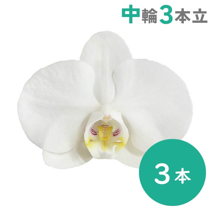 胡蝶蘭 中輪3本立（純白）