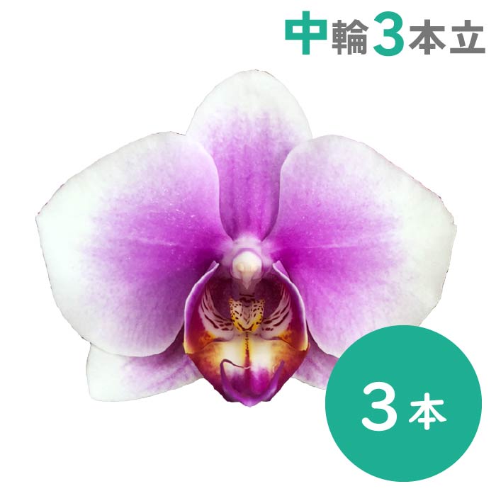 胡蝶蘭 中輪3本立（ピンク）