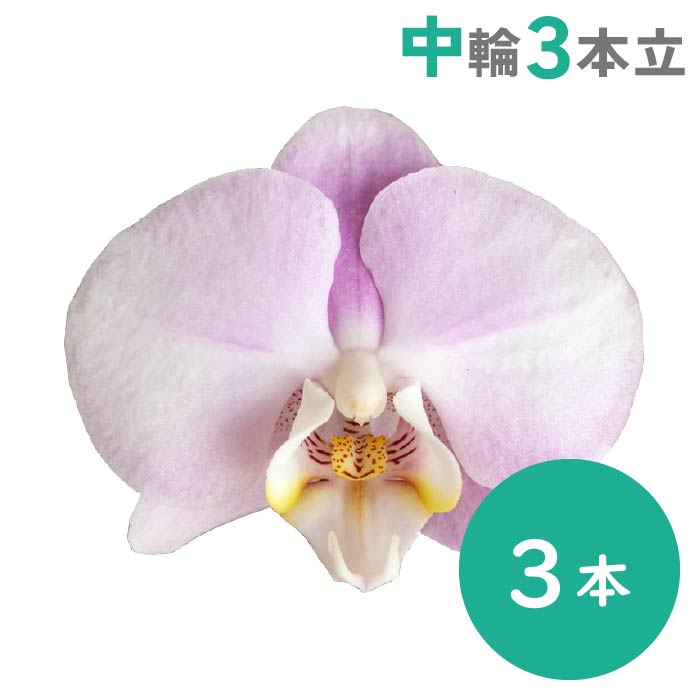 胡蝶蘭 中輪3本立（淡ピンク）