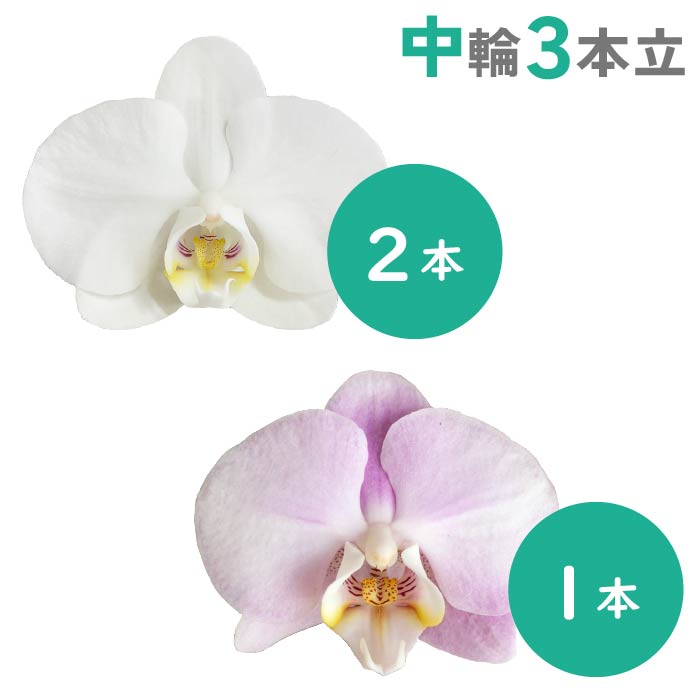 胡蝶蘭 中輪3本立（純白2本・淡ピンク1本）
