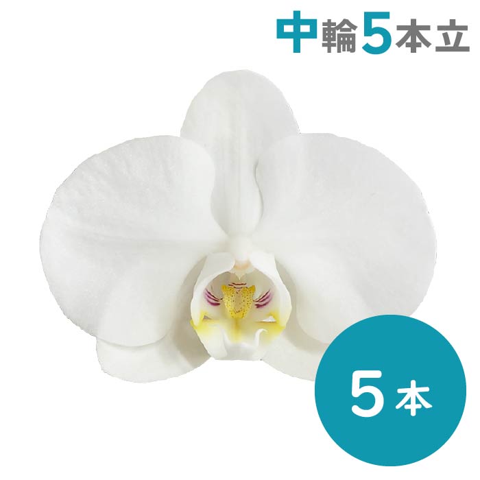 胡蝶蘭 中輪5本立（純白）
