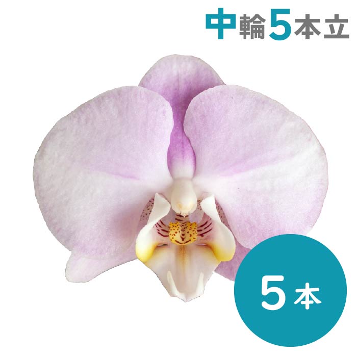 胡蝶蘭 中輪5本立（淡ピンク）